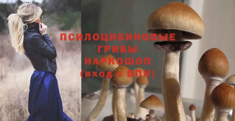 Галлюциногенные грибы Cubensis  Челябинск 